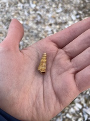 Turritellinella tricarinata