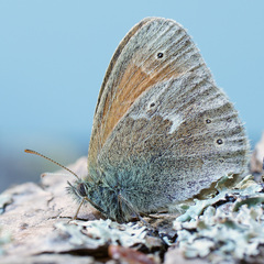Coenonympha tullia