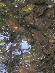 Mayaheros urophthalmus