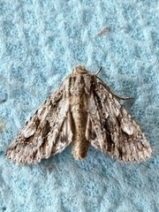 Meganephria bimaculosa