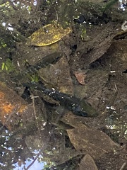 Mayaheros urophthalmus