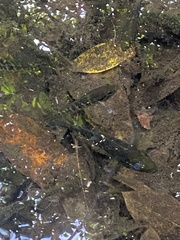 Mayaheros urophthalmus