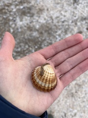 Acanthocardia echinata