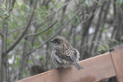 Passer domesticus