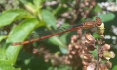 Oxyagrion terminale