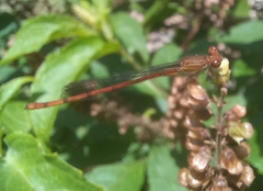 Oxyagrion terminale