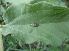 Acmaeodera grata
