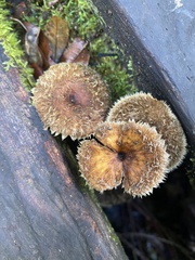 Lentinus
