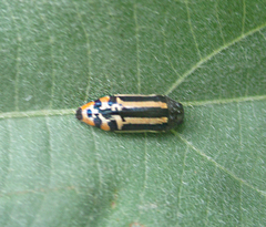 Acmaeodera grata