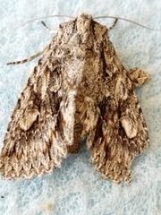 Meganephria bimaculosa