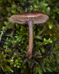 Micromphale arbuticola