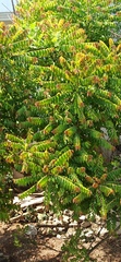 Phyllanthus acidus