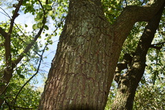 Prosopis nigra