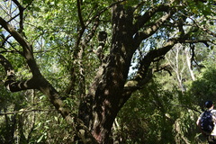 Prosopis nigra