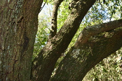 Prosopis nigra