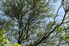 Prosopis nigra