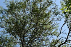Prosopis nigra