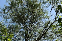 Prosopis nigra