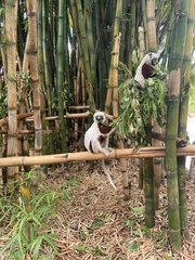 Propithecus coquereli