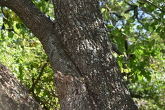 Prosopis nigra