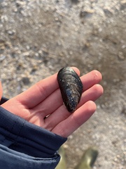 Mytilus edulis