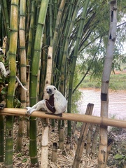 Propithecus coquereli