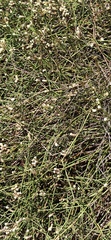 Alternanthera filifolia