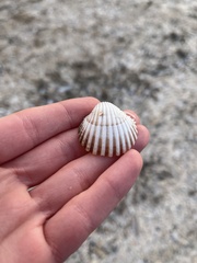 Acanthocardia echinata