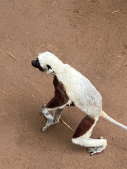 Propithecus coquereli