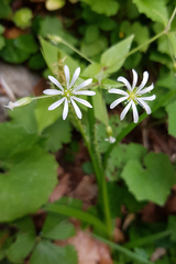 Stellaria nemorum nemorum