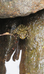 Arthroleptides yakusini