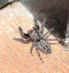 Mexigonus