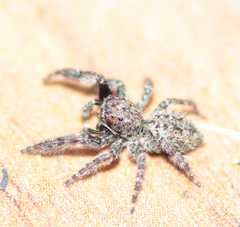 Mexigonus