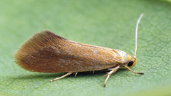 Crassa tinctella