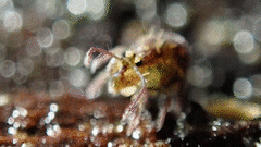 Ptenothrix