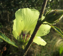 Hibiscus diversifolius diversifolius