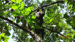 Choloepus didactylus