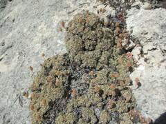 Petrophytum