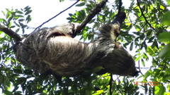 Choloepus didactylus