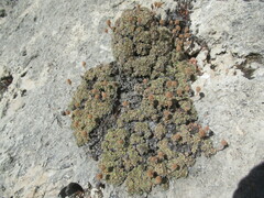 Petrophytum