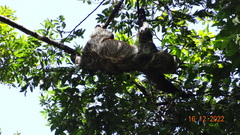 Choloepus didactylus