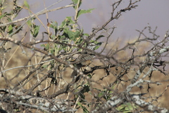 Campylorhynchus