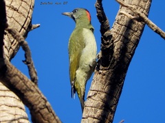 Levaillant's Woodpecker photo 5