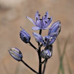 Hyacinthoides mauritanica