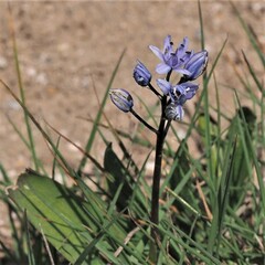Hyacinthoides mauritanica