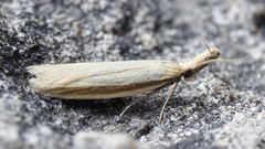 Pleurota proteella