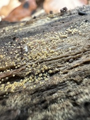 Arachnopeziza trabinelloides