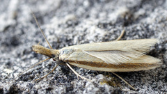 Pleurota proteella