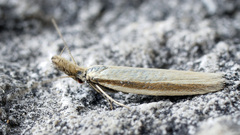 Pleurota proteella