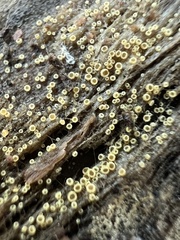 Arachnopeziza trabinelloides